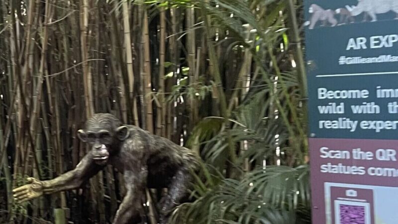 メルボルン動物園チンパンジー