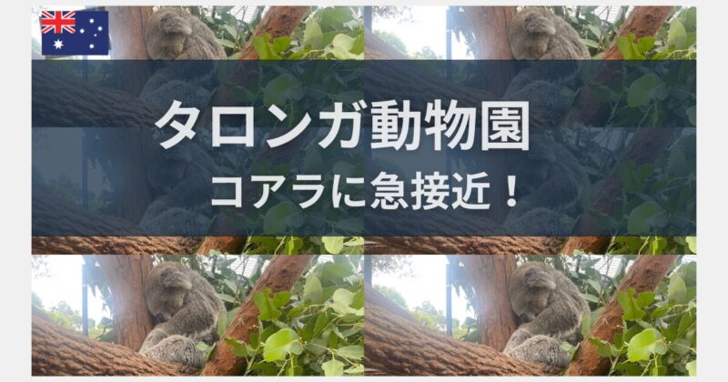 シドニー　タロンガ動物園　アイキャッチ