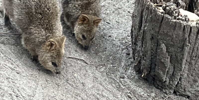 タロンガ動物園のクォッカ