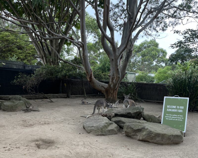 タロンガ動物園のカンガルー