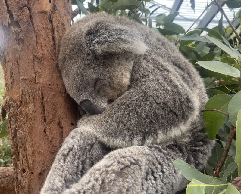 子連れシドニー】タロンガ動物園の完全ガイド｜アクセス