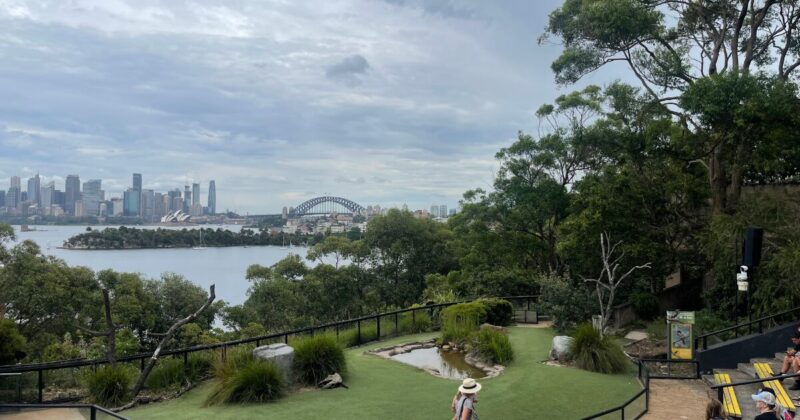 タロンガ動物園のバードショー会場は絶景が広がる