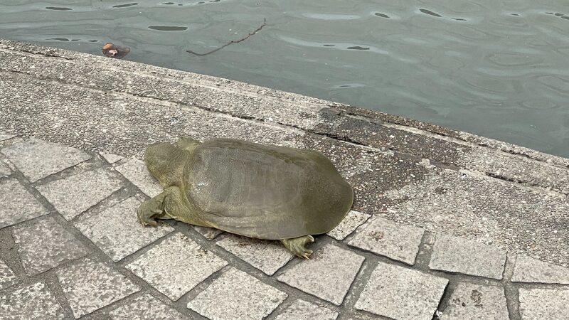 巨大な野生のスッポン