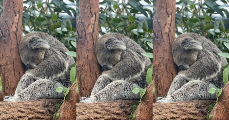 タロンガ動物園のコアラ