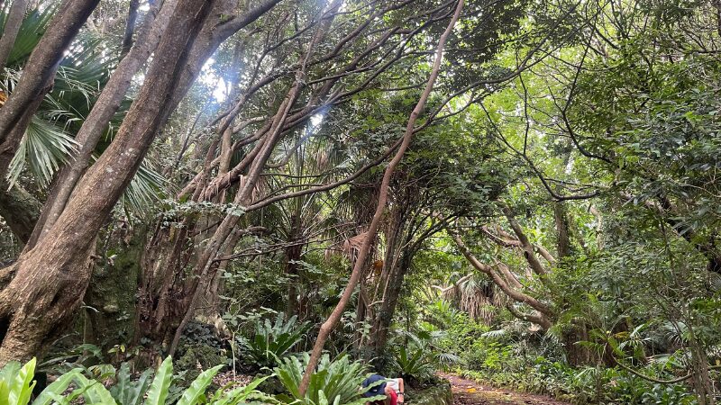 八丈島ビジターセンターに併設されている広大な植物園
