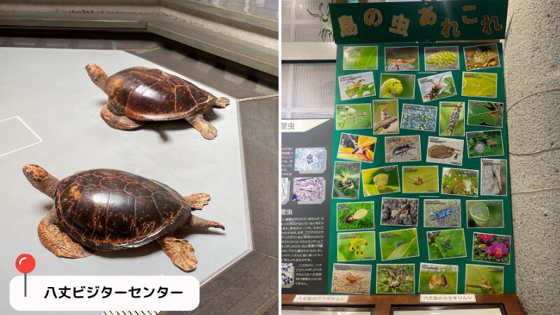 八丈ビジターセンター