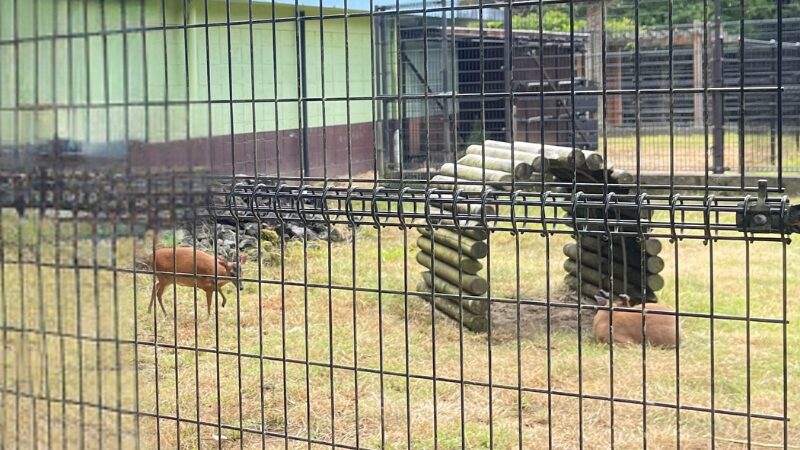 八丈島の植物園にいたキョン