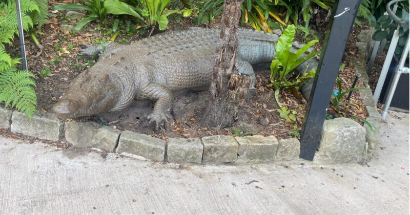 タロンガ動物園の動物オブジェ　ワニ