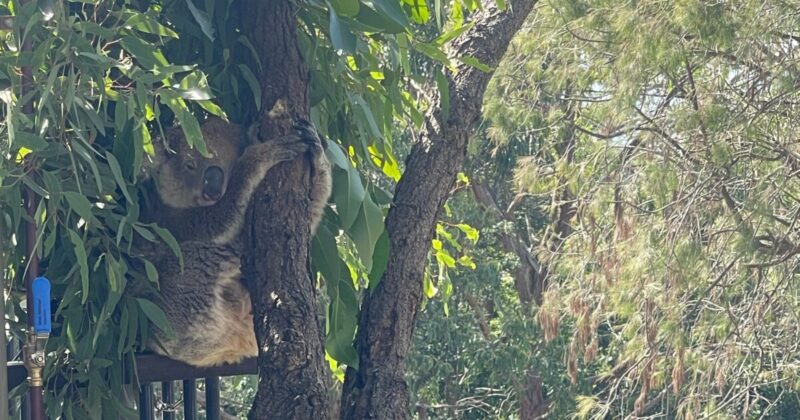 木の上で寝るコアラ