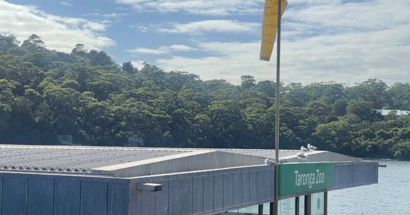 タロンガ動物園のフェリー乗り場