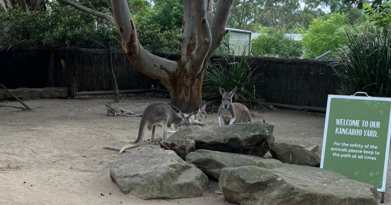 タロンガ動物園のカンガルーゾーン