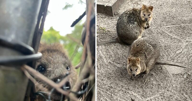 ピカチュウのモデルとなったクォッカ