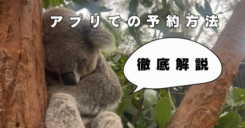 タロンガ動物園　コアラエンカウンター　アプリでの予約を日本語で徹底解説