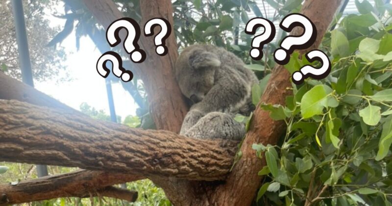 タロンガ動物園　コアラエンカウンターよくある質問