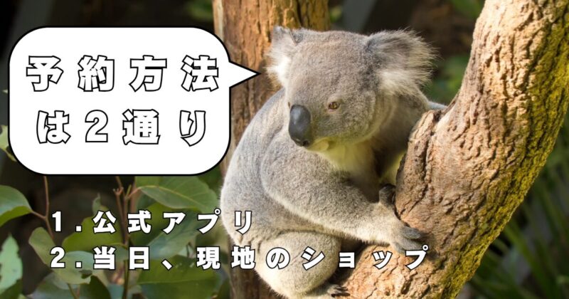 タロンガ動物園　コアラエンカウンターの予約方法
