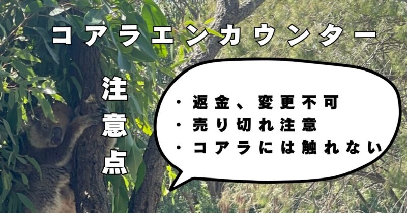 タロンガ動物園　コアラエンカウンター　注意点