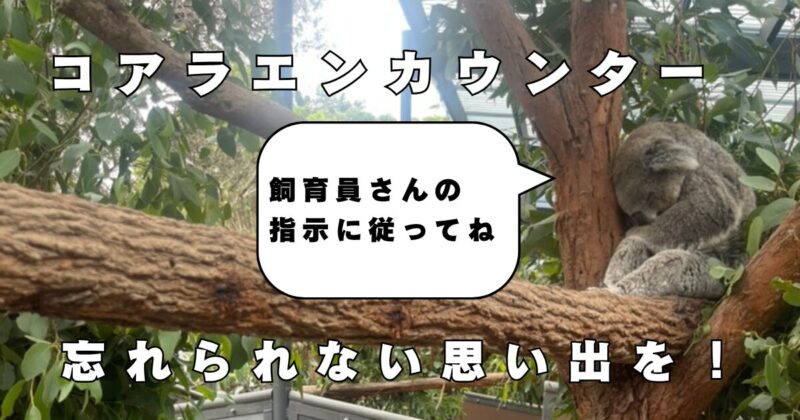 タロンガ動物園　コアラエンカウンター　見どころ