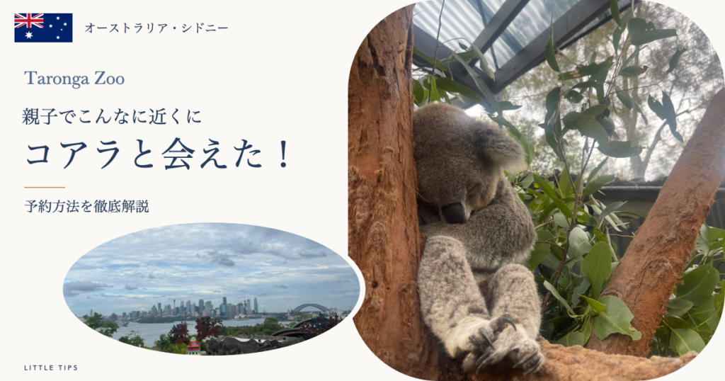 タロンガ動物園で間近に見たコアラとシドニーの眺め。親子でこんなに近くに、コアラと会えた!予約方法を徹底解説
