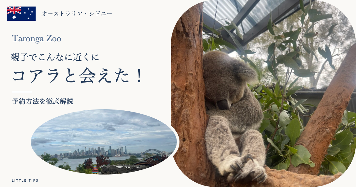 タロンガ動物園で間近に見たコアラとシドニーの眺め。親子でこんなに近くに、コアラと会えた！予約方法を徹底解説