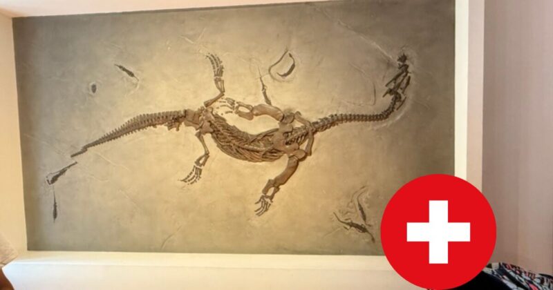 ルツェルンにあるスイスハウス博物館にある化石