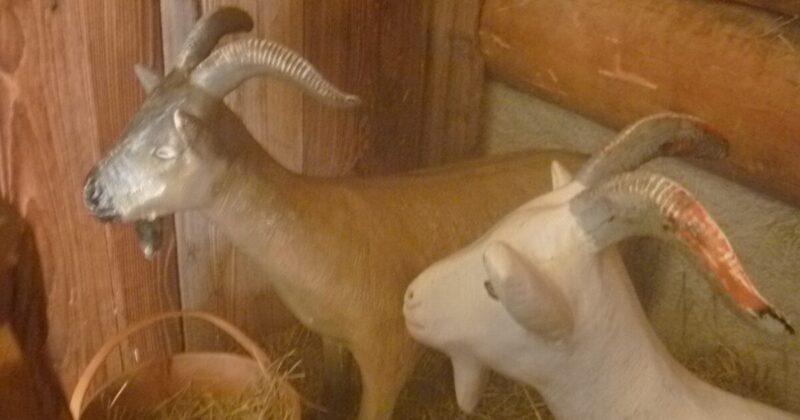 スイス マイエンフェルトにあるハイジ村。ハイジの物語を再現したヤギたち