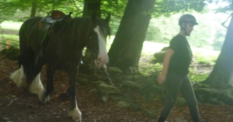 スイス マイエンフェルト駅からハイジコースをハイキングしている時に遭遇した馬のドアップ