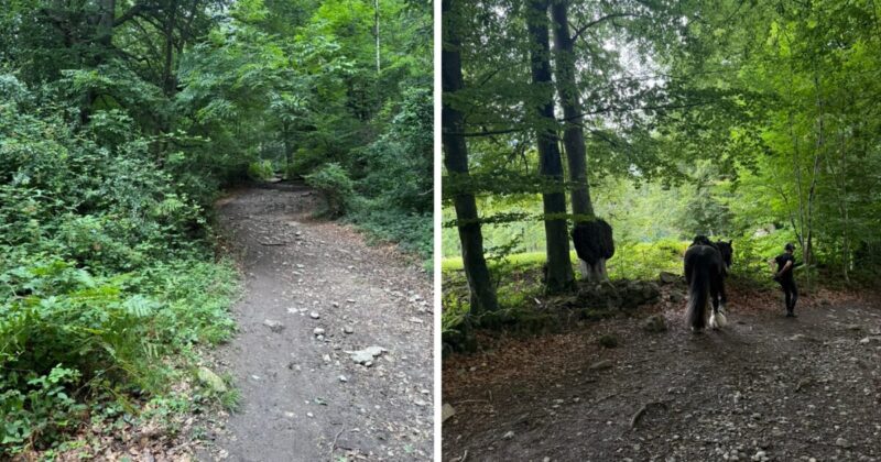 スイス マイエンフェルト駅からハイジコースをハイキングしている時に遭遇した馬