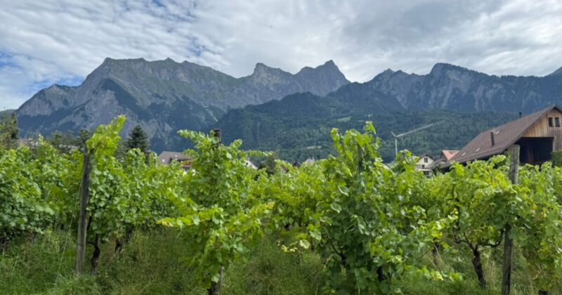 スイス マイエンフェルトにあるハイジ村から見えるブドウ畑の様子