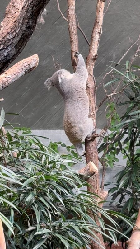 チューリッヒ動物園のコアラ