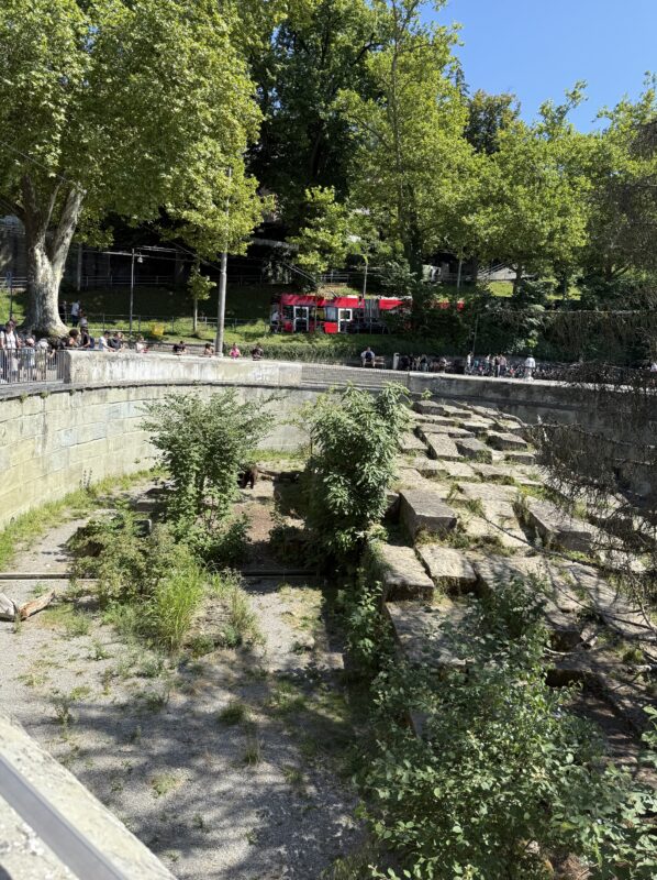 ベルンの熊公園でクマを間近に見る様子