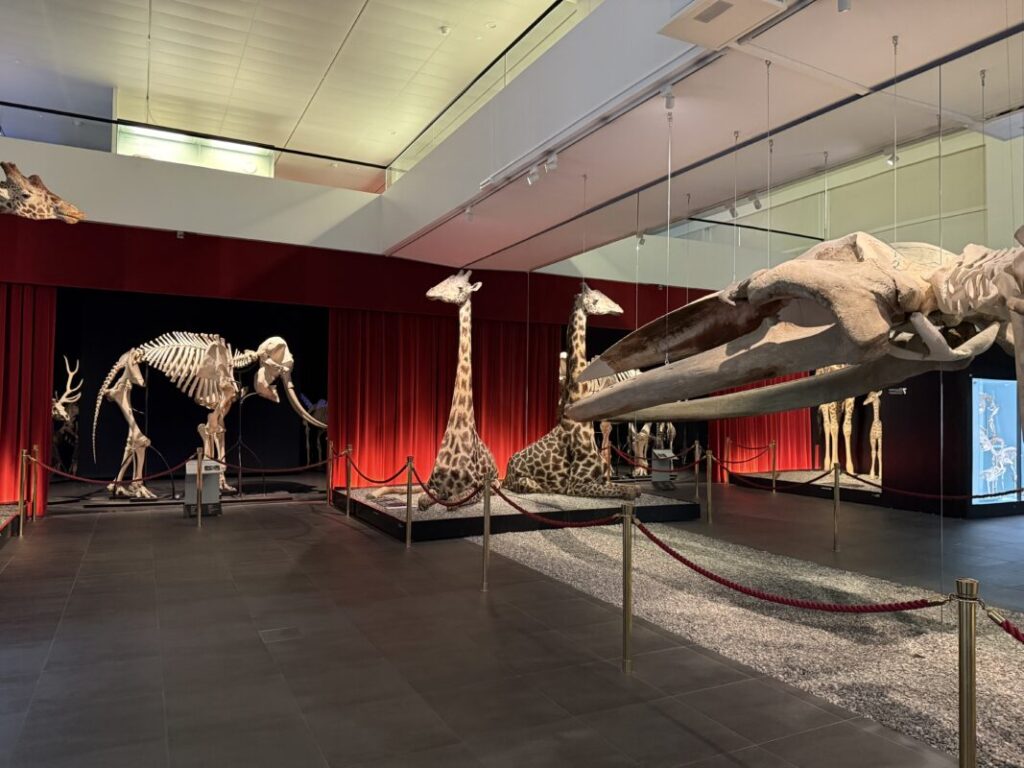 ベルン自然史博物館に展示された恐竜の骨格標本