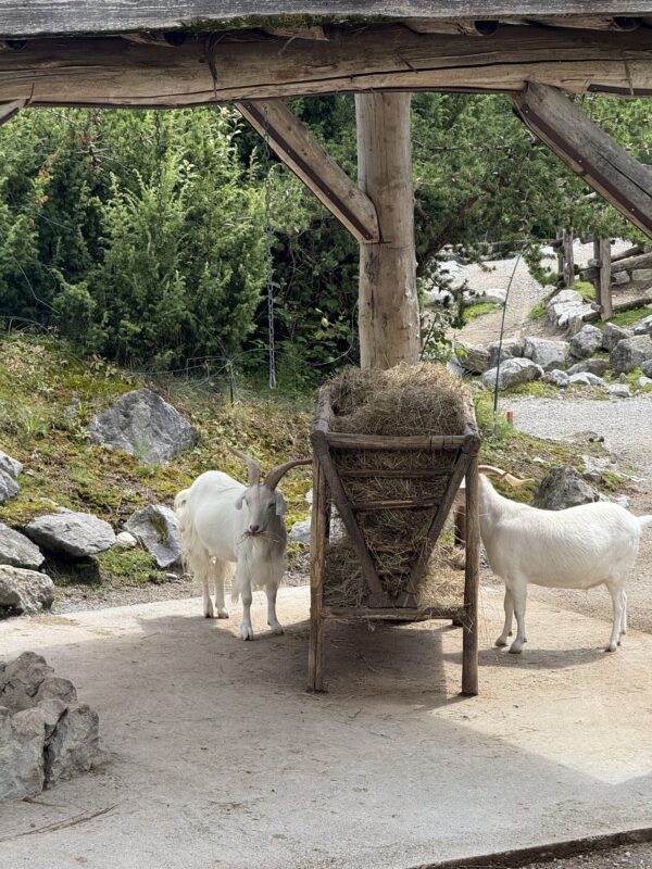 チューリッヒ動物園でヤギにふれあう子ども